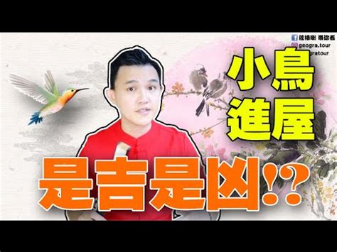 麻雀預兆|【家裡飛進麻雀】家裡飛進麻雀的吉凶預兆：小心謹慎，福禍難測。